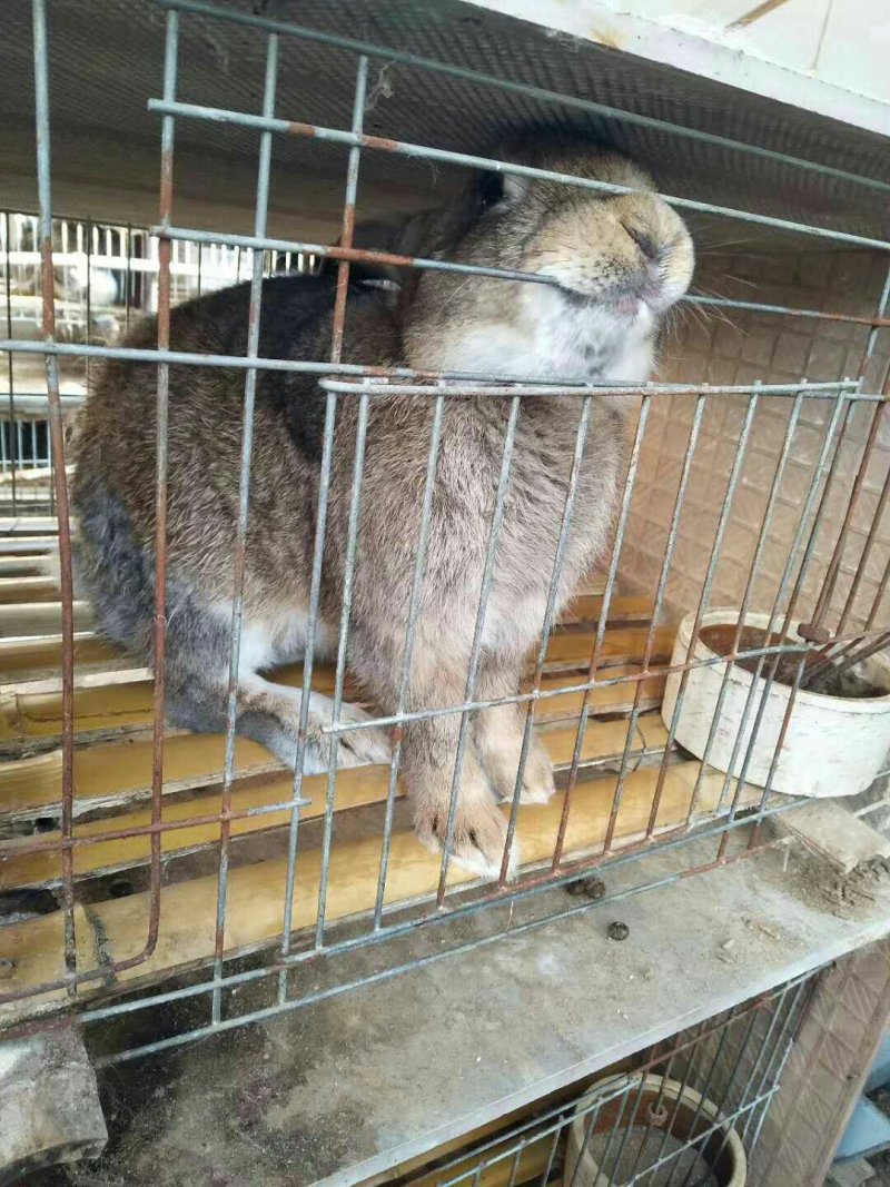 杂交野兔