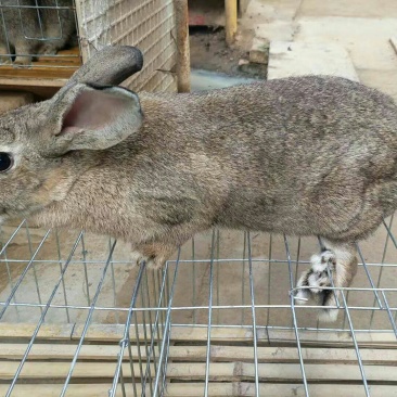 杂交野兔