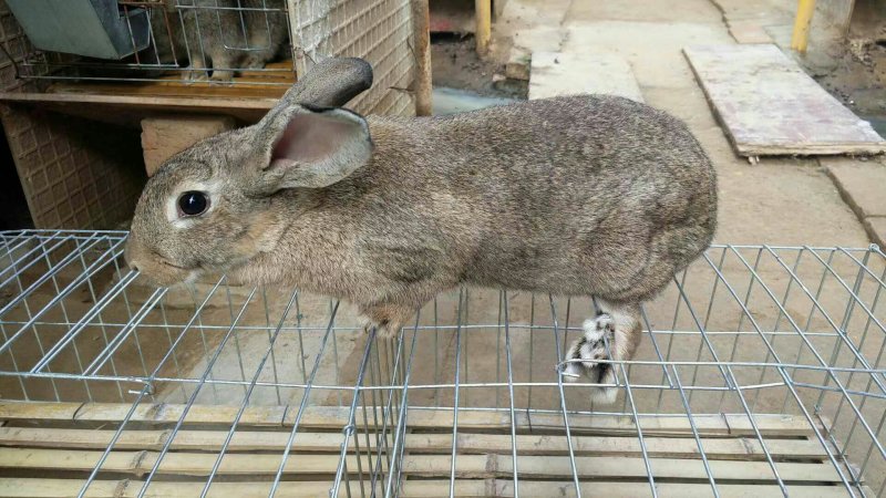 杂交野兔