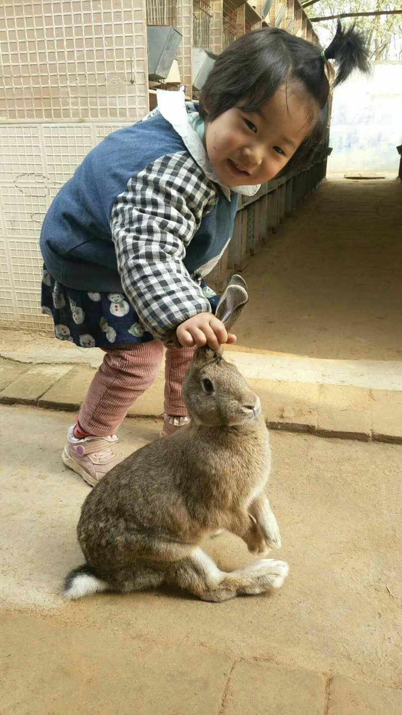 杂交野兔
