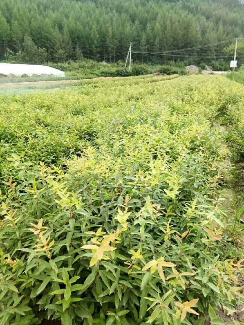 利峰苗圃大量出售蓝靛果树苗