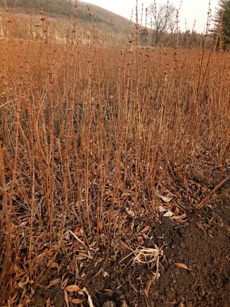 利峰苗圃大量出售蓝靛果树苗