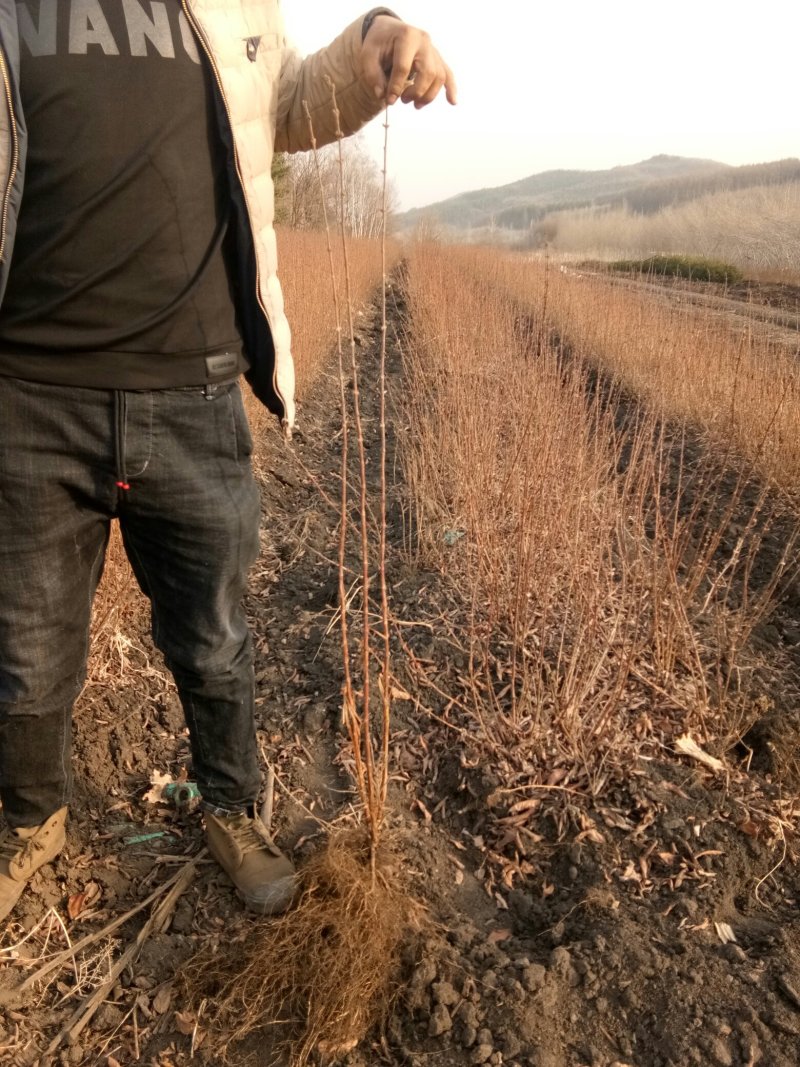 利峰苗圃大量出售蓝靛果树苗