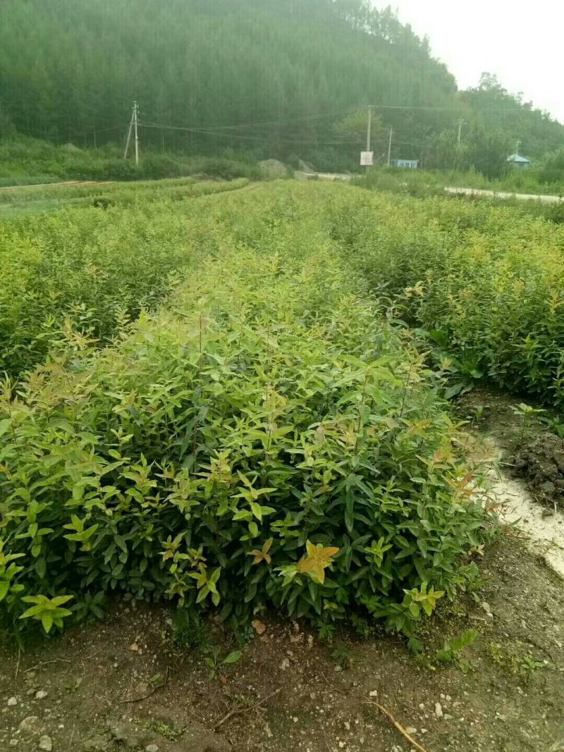 利峰苗圃大量出售蓝靛果树苗