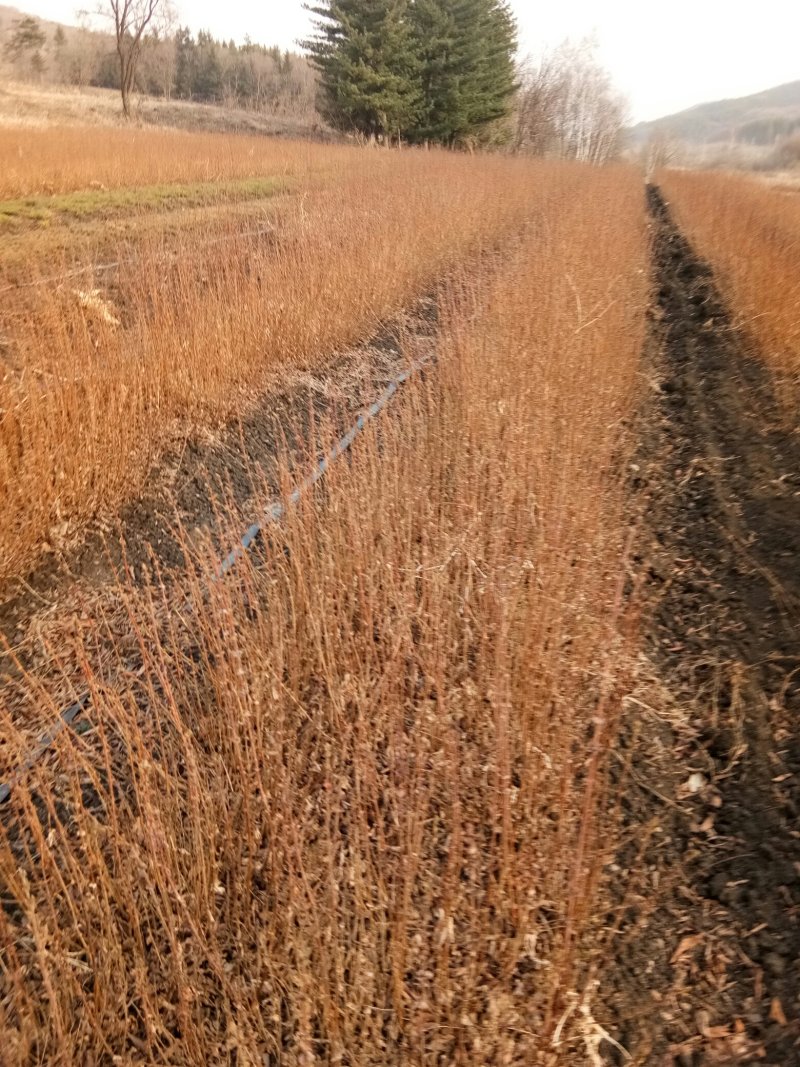 利峰苗圃大量出售蓝靛果树苗