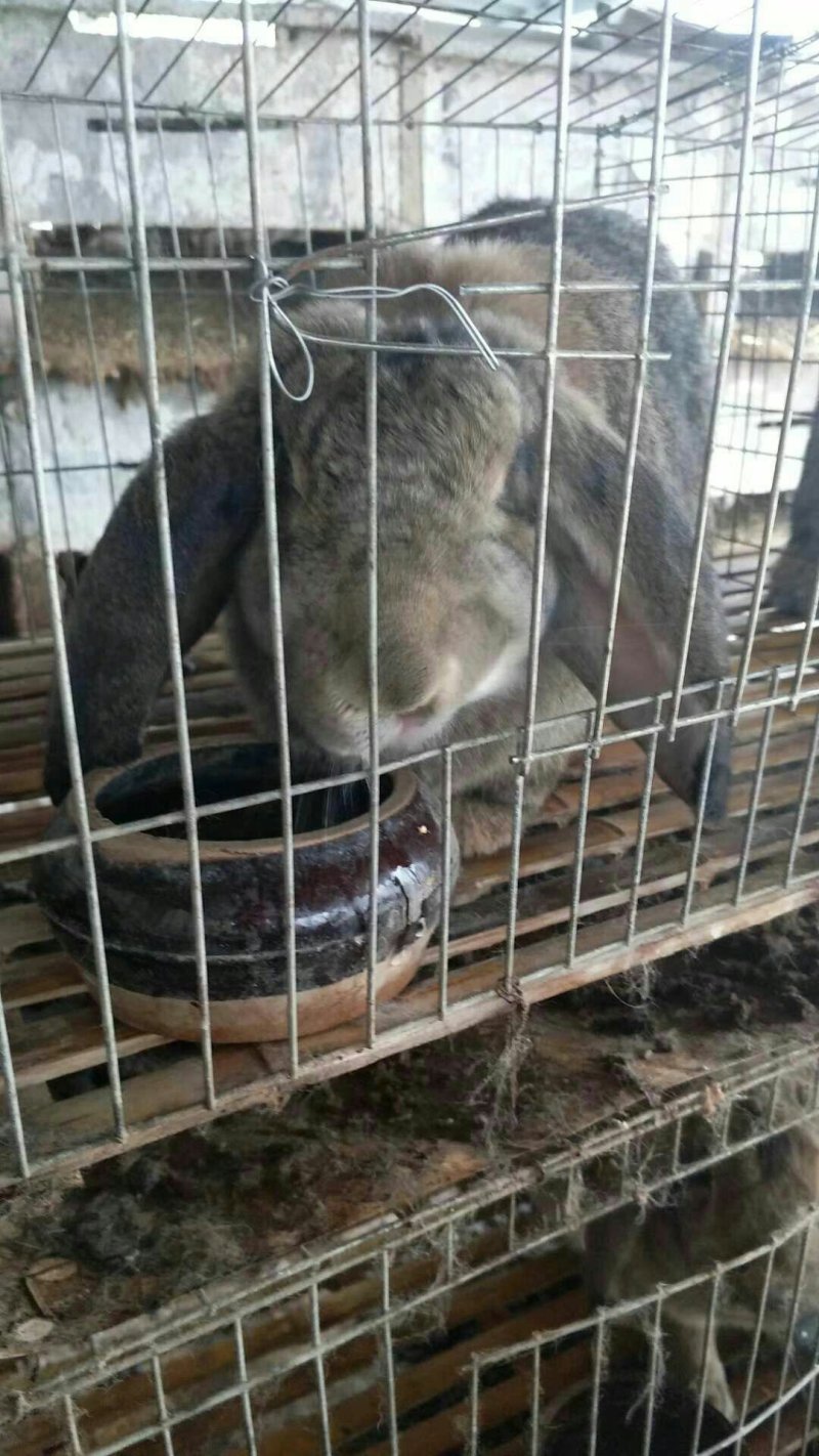 公羊兔