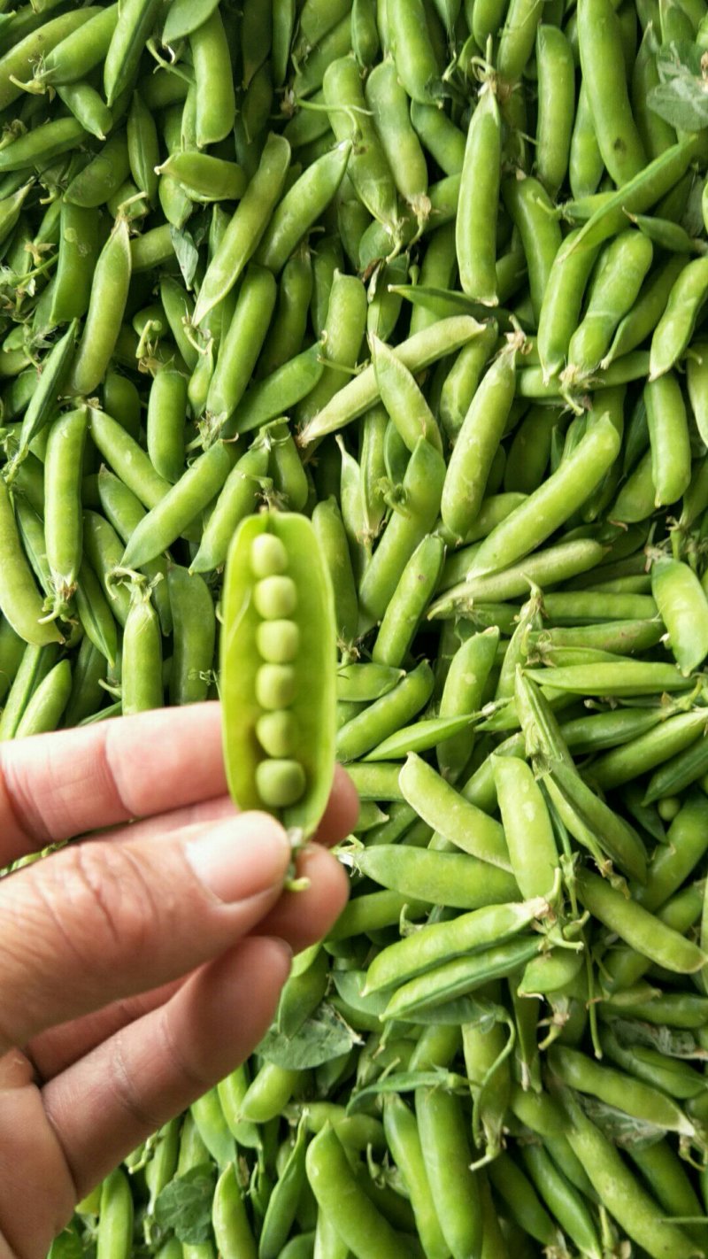 中豌9号颜色绿颗粒饱满！本基地有万亩豌豆量大从优