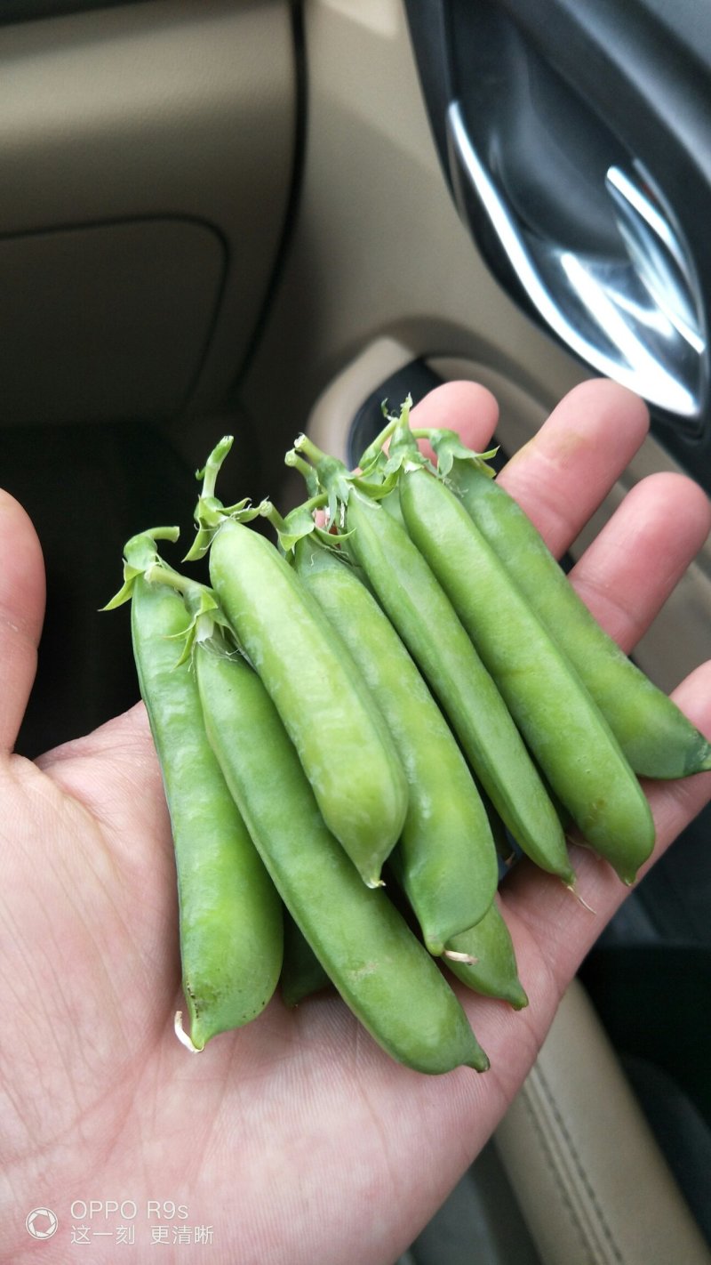 中豌9号颜色绿颗粒饱满！本基地有万亩豌豆量大从优