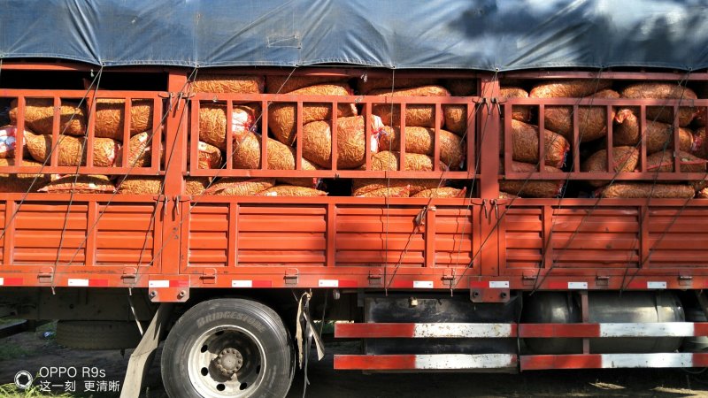 中豌9号颜色绿颗粒饱满！本基地有万亩豌豆量大从优