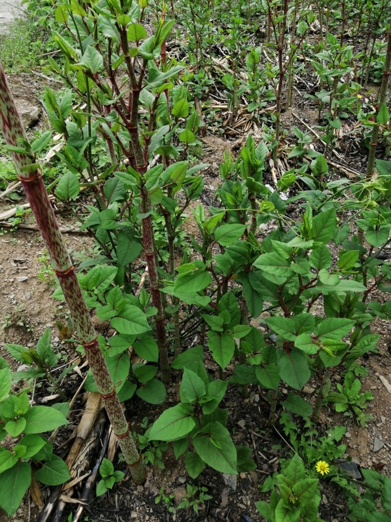 虎杖种苗出售产品包回收免费提供技术指导湖北道地药材