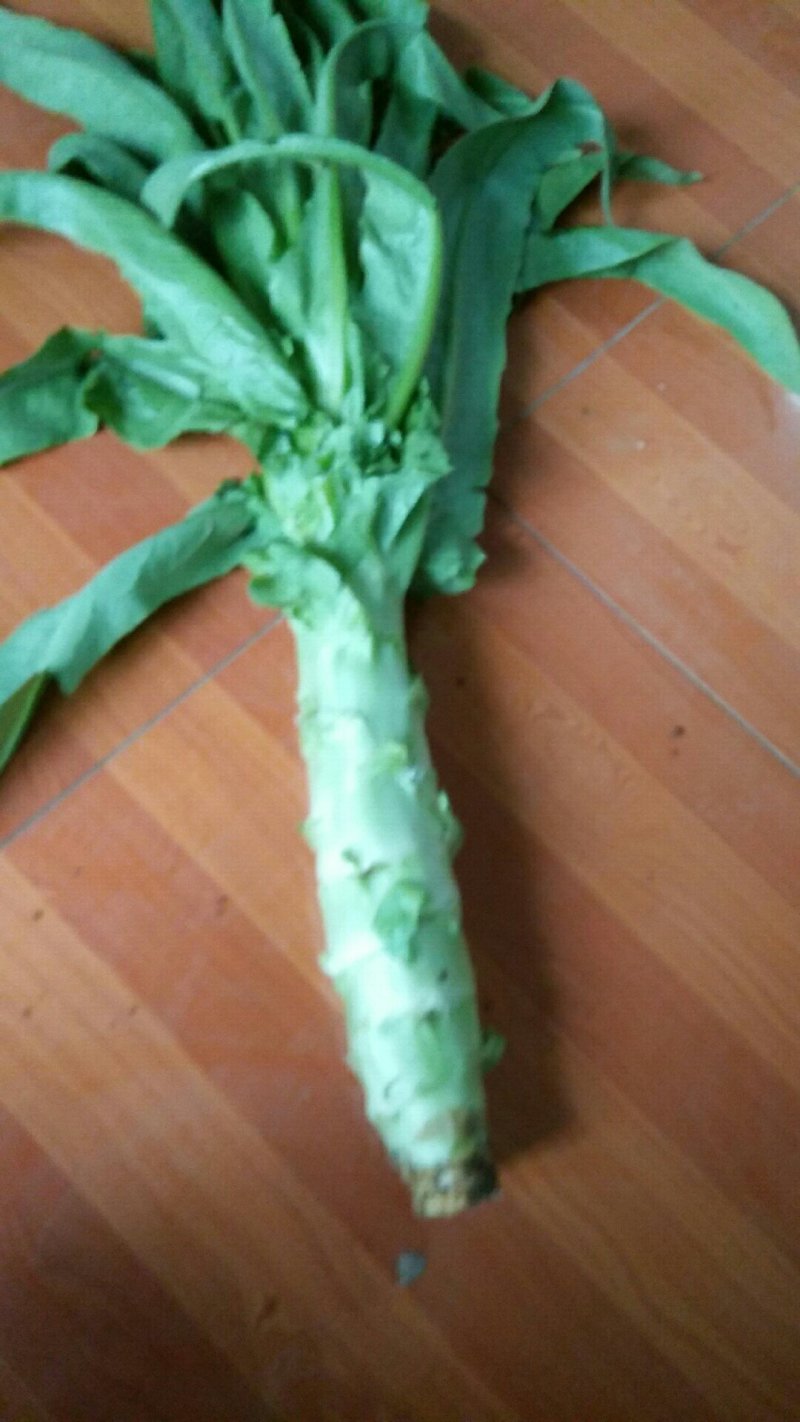 青皮尖叶莴苣
