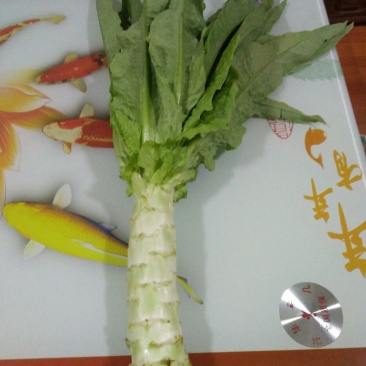 青皮尖叶莴苣