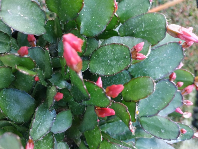仙人指三月红种植户直销一手货源视频照片看货花期3月份供应