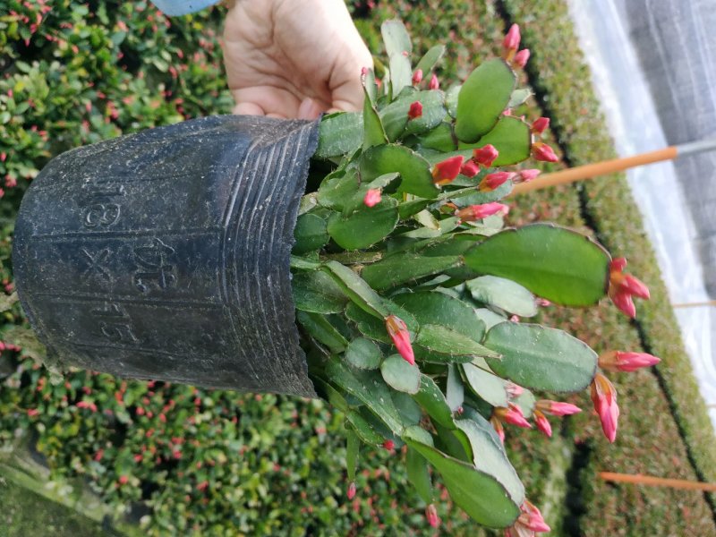 仙人指三月红种植户直销一手货源视频照片看货花期3月份供应