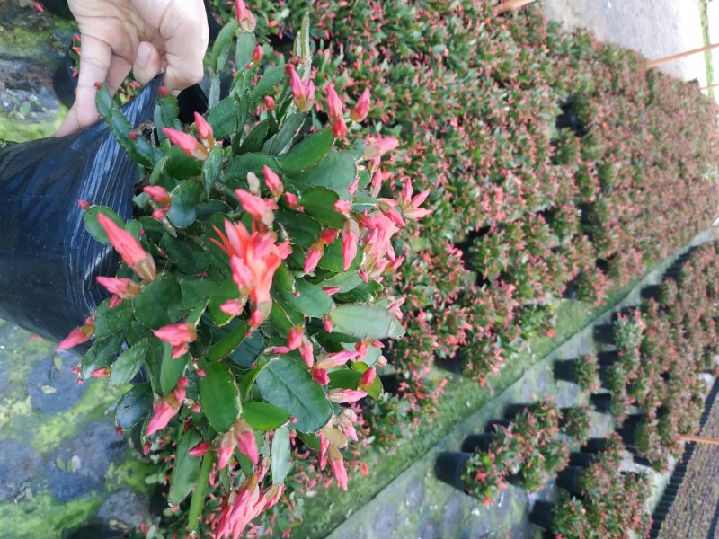 仙人指三月红种植户直销一手货源视频照片看货花期3月份供应