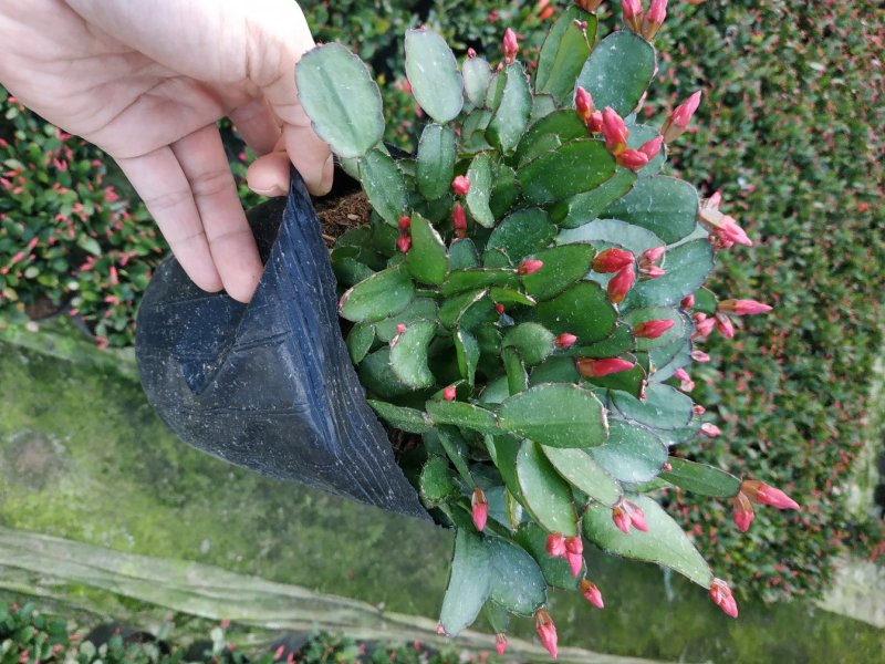 仙人指三月红种植户直销一手货源视频照片看货花期3月份供应