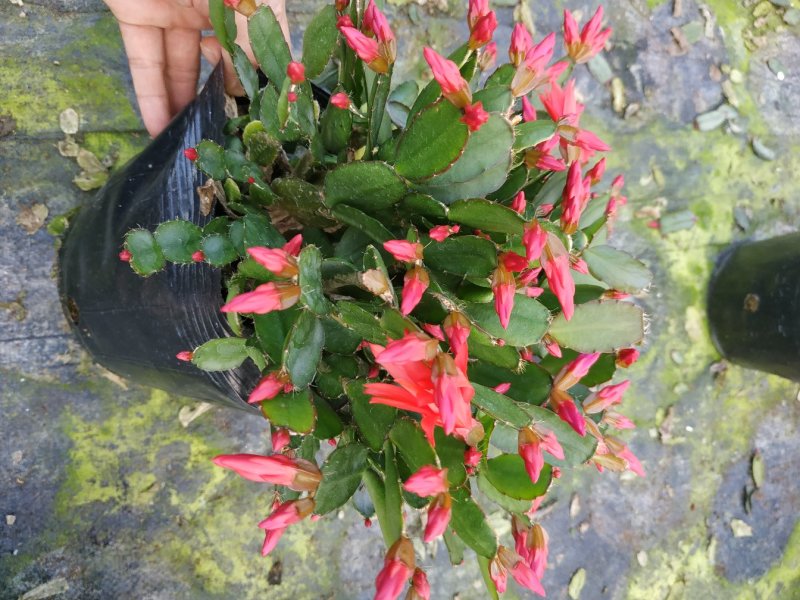 仙人指三月红种植户直销一手货源视频照片看货花期3月份供应