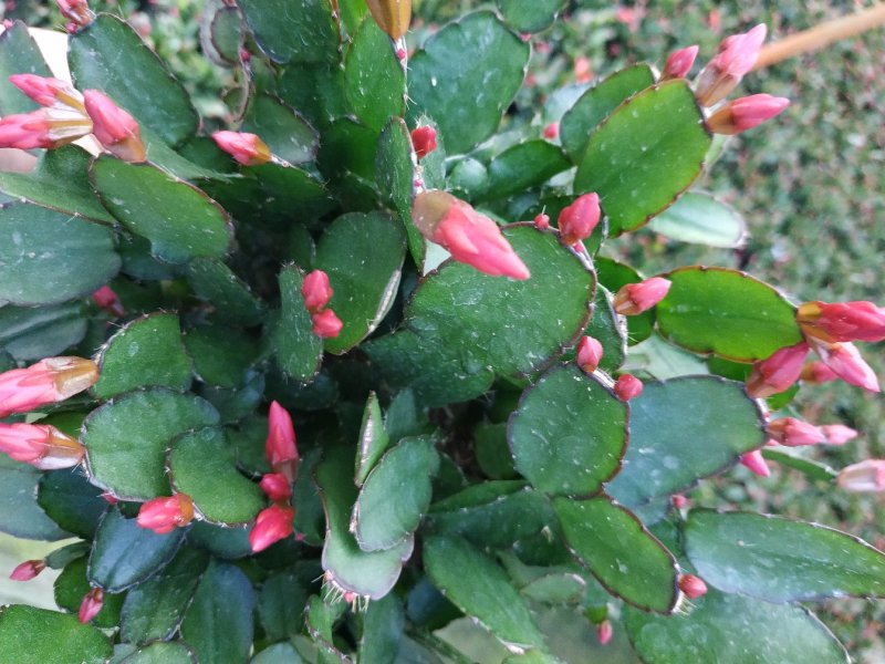 仙人指三月红种植户直销一手货源视频照片看货花期3月份供应
