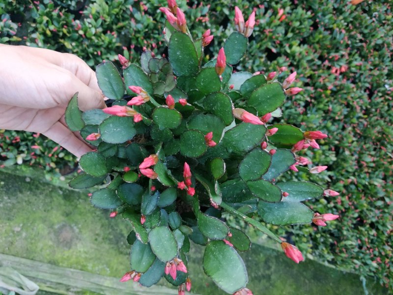 仙人指三月红种植户直销一手货源视频照片看货花期3月份供应