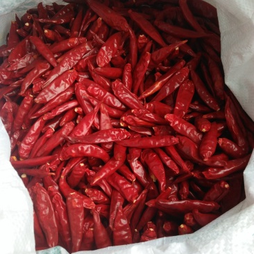 三樱椒，子弹头，红太阳，灯笼椒，辣椒王，各种干辣椒
