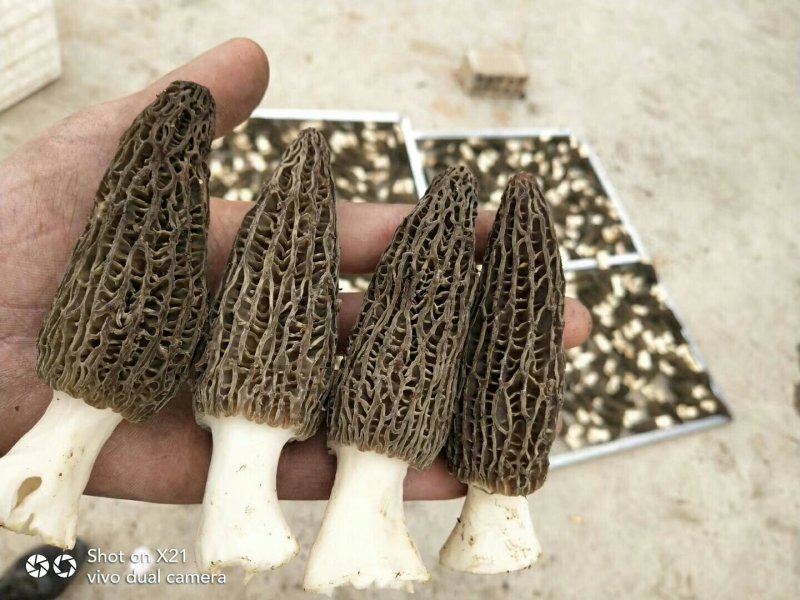 鲜羊肚菌
