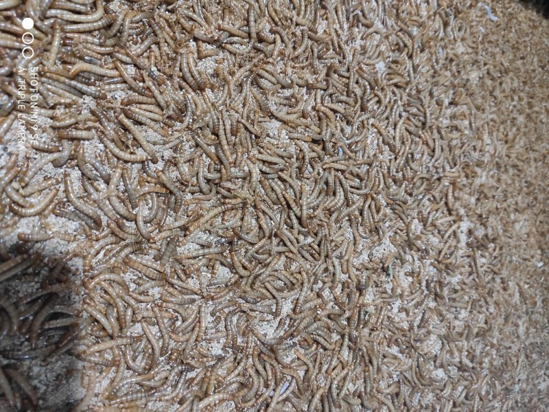 常年出售各虫龄优质黄粉虫（开口虫、幼虫、成虫）优质黄粉虫