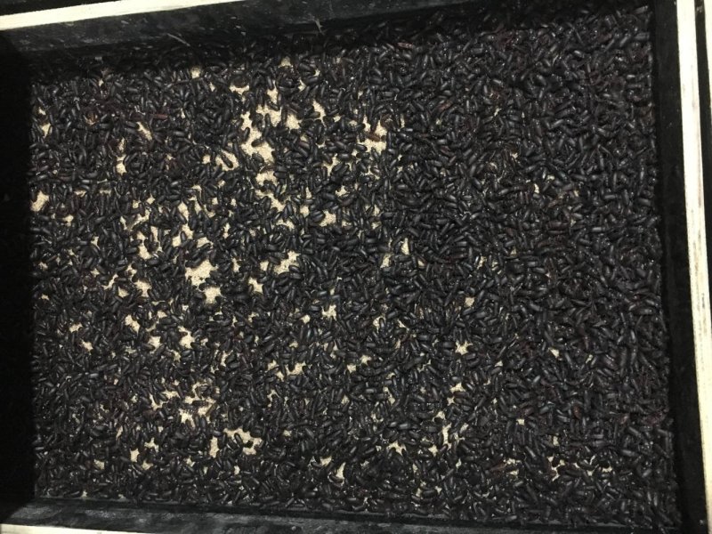 常年出售各虫龄优质黄粉虫（开口虫、幼虫、成虫）优质黄粉虫