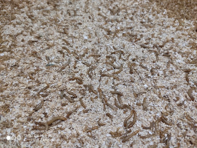 常年出售各虫龄优质黄粉虫（开口虫、幼虫、成虫）优质黄粉虫
