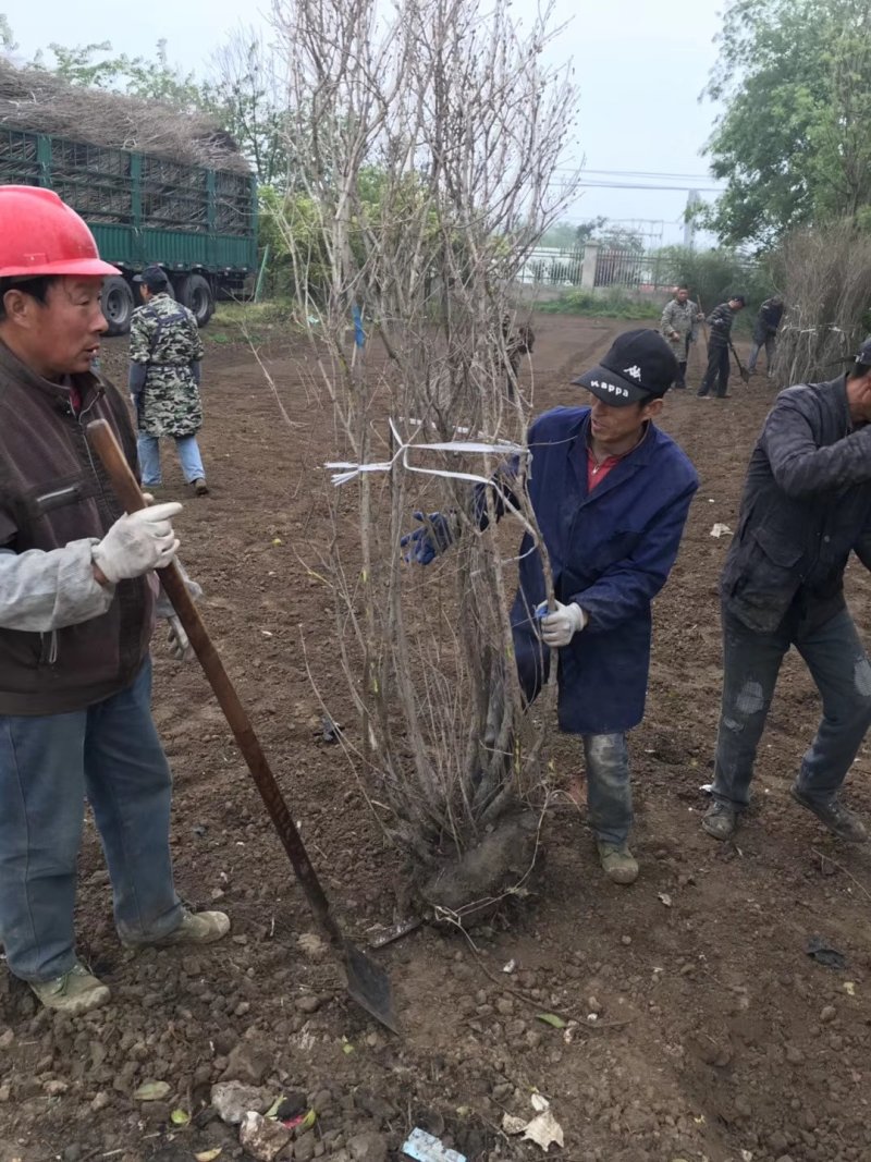 丛生丁香，规格齐全保证质量