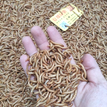 常年出售各虫龄优质黄粉虫（开口虫、幼虫、成虫）优质黄粉虫
