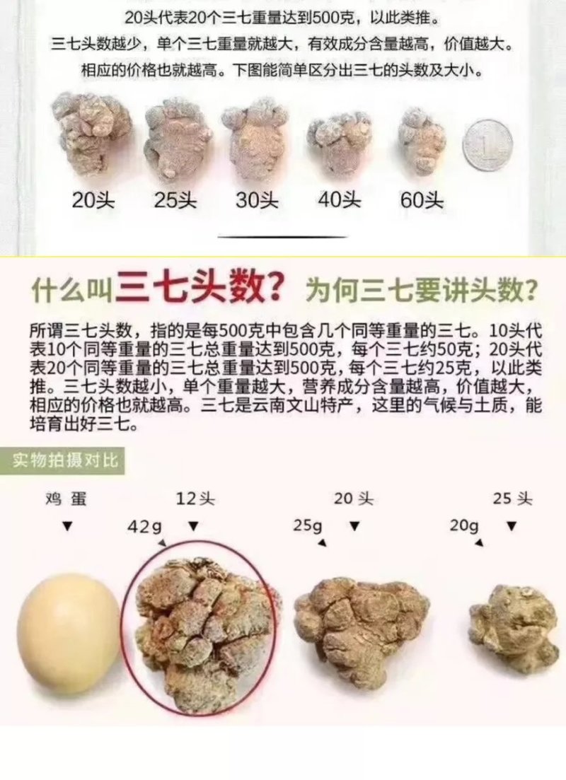 云南文山三七25头无剪口25个一斤包邮