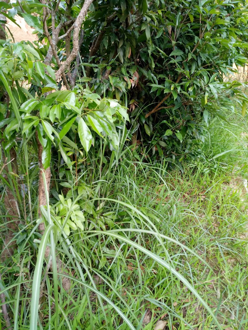 三月红荔枝大树