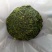 九华佛茶太平猴魁