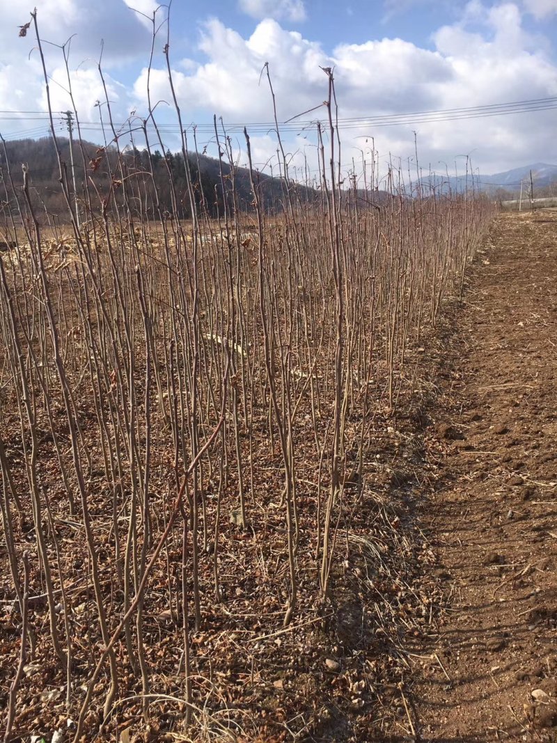 二年夹植花楸
