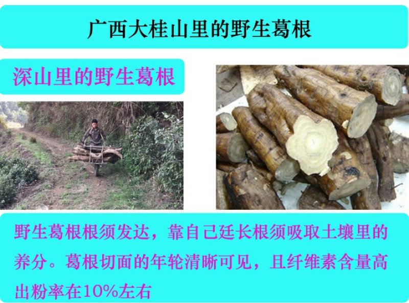 优质野生葛根粉可免费取样拒绝掺假售假另出售种植葛根粉