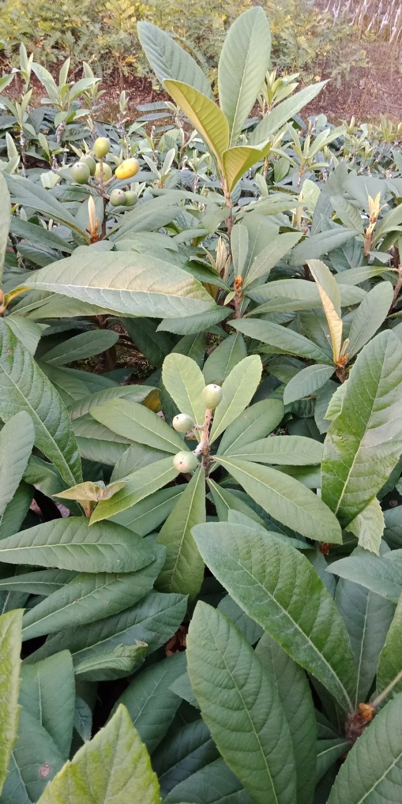 枇杷树苗20~30cm