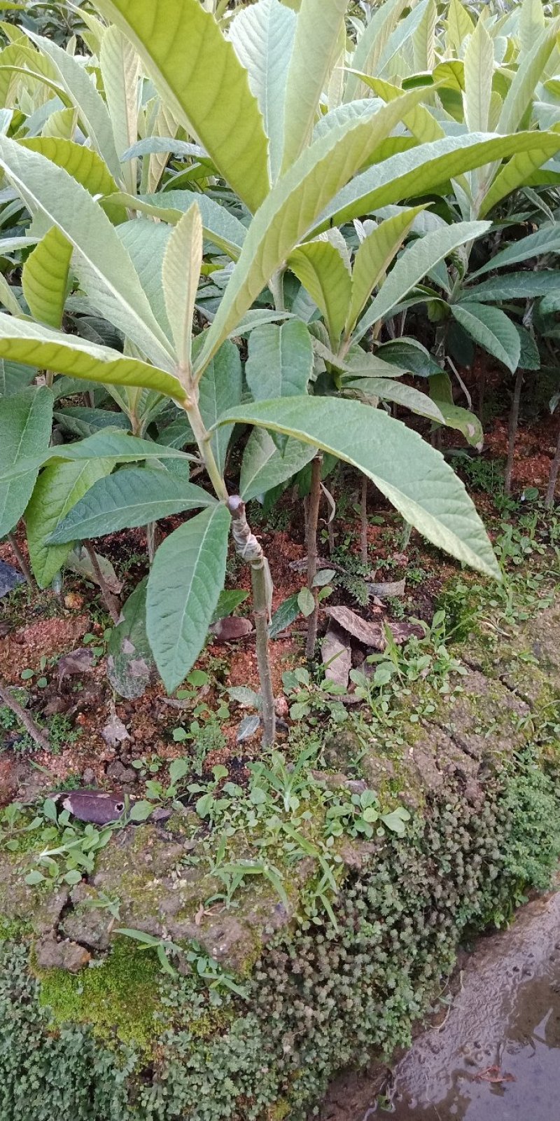 枇杷树苗20~30cm