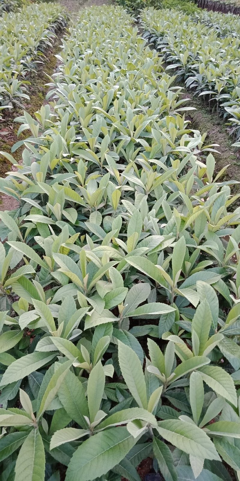 枇杷树苗20~30cm