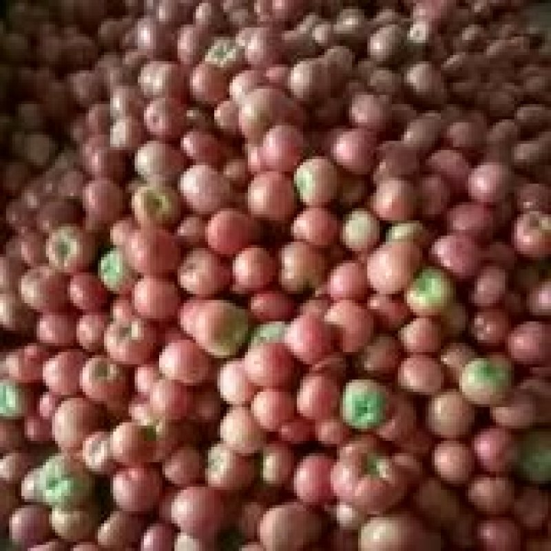 硬粉西红柿