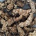 苍术朱砂点苍术选1000g起批关书药业