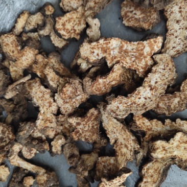 苍术朱砂点苍术选1000g起批关书药业
