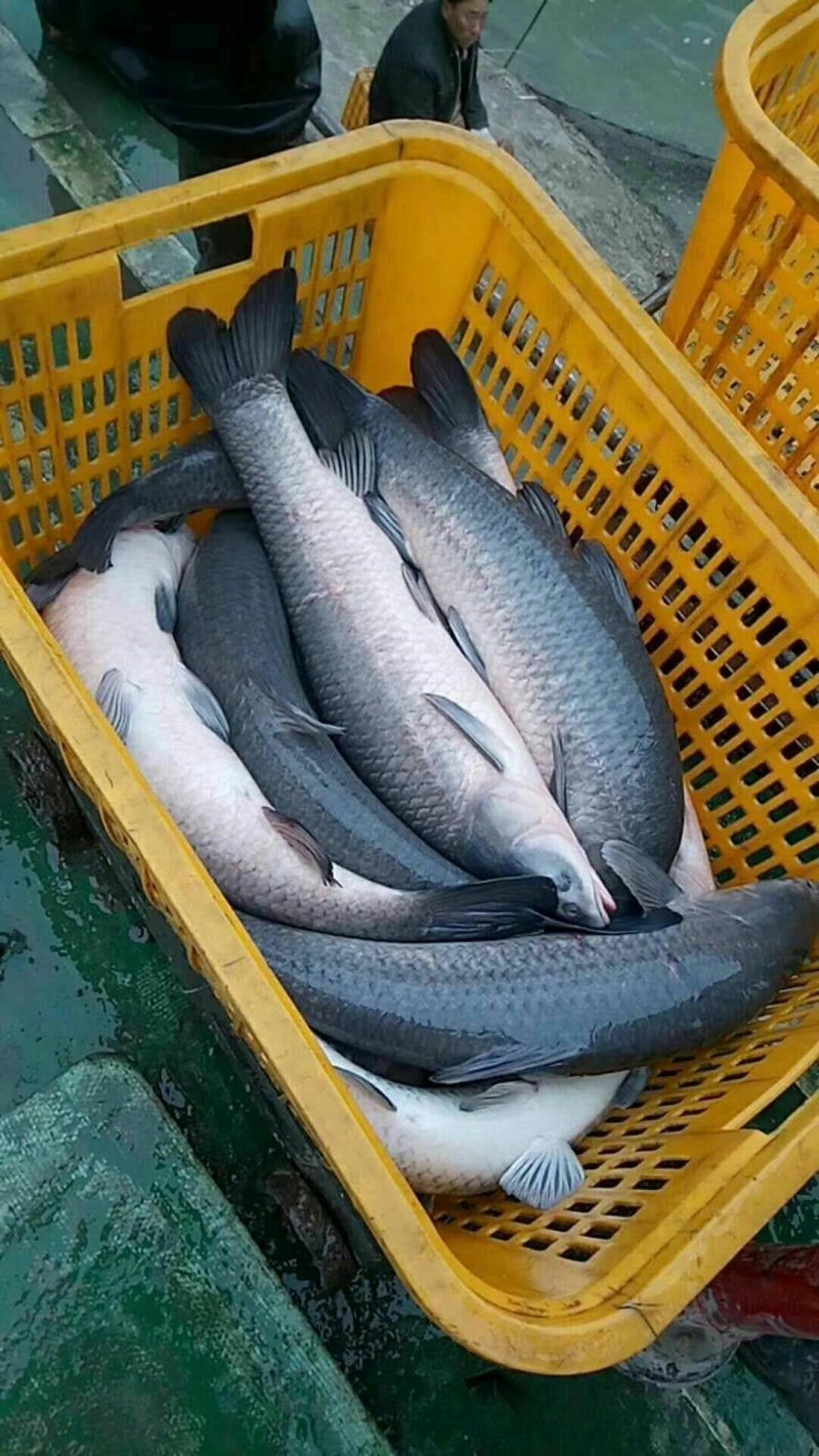 鲫鱼