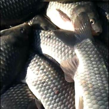 鲫鱼