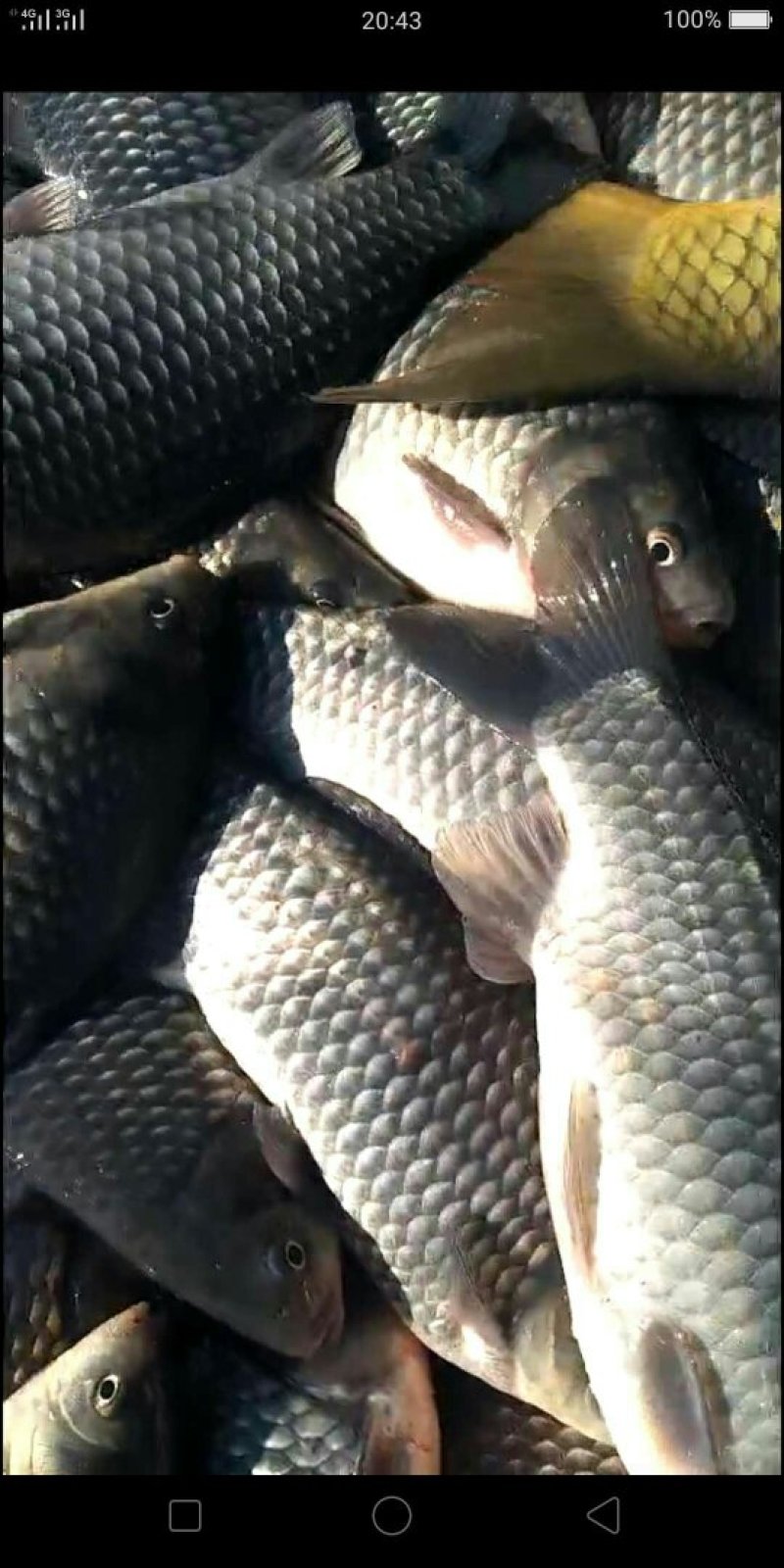 鲫鱼