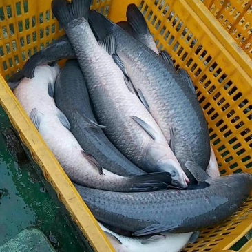青鱼