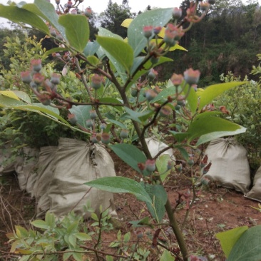 桂林兴安蓝莓苗《兔眼系列》灿烂，圆蓝，粉蓝，