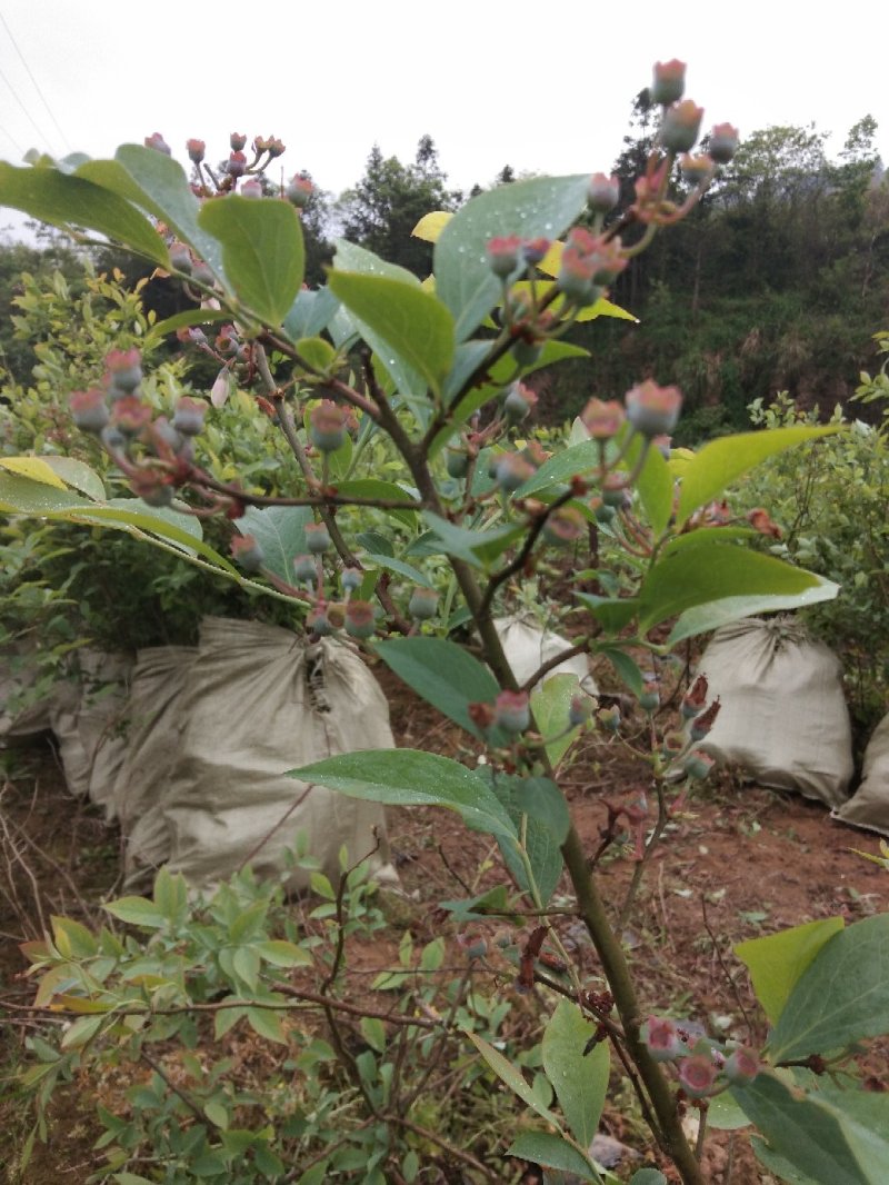 桂林兴安蓝莓苗《兔眼系列》灿烂，圆蓝，粉蓝，