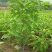 白兰花盆栽植物室内四季浓香型黄角兰树苗带花阳台庭院大型绿