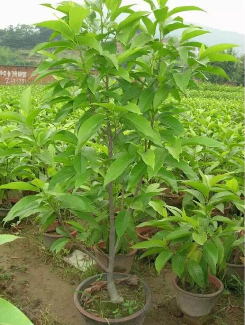 白兰花盆栽植物室内四季浓香型黄角兰树苗带花阳台庭院大型绿