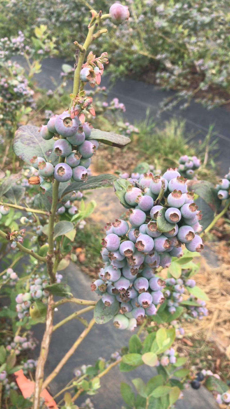 桂林兴安蓝莓苗《兔眼系列》灿烂，圆蓝，粉蓝，